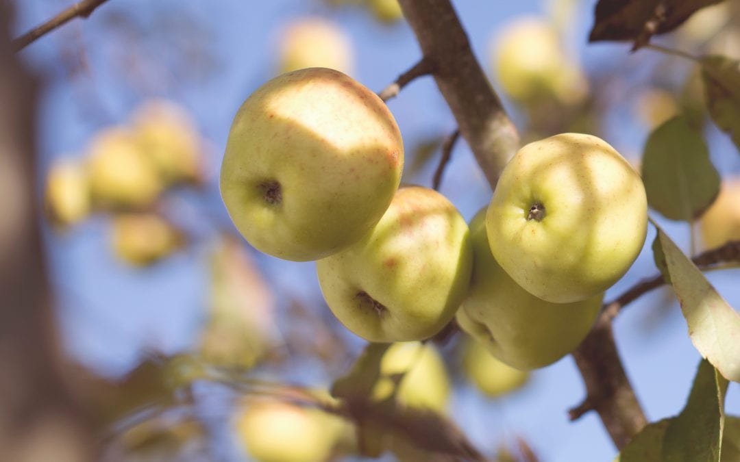Apples, Cider, and Hayrides OH MY!