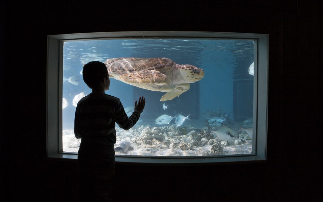 "Sensory-Friendly Morning" Sun., Feb. 3 at The Maritime Aquarium