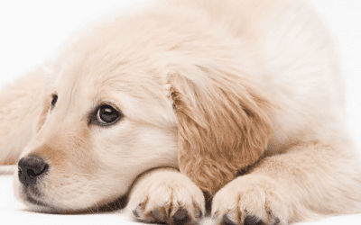 Pet Dental Month Is February