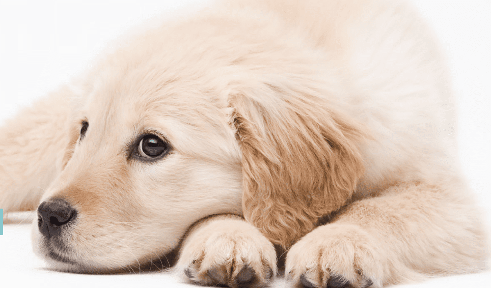 Pet Dental Month Is February