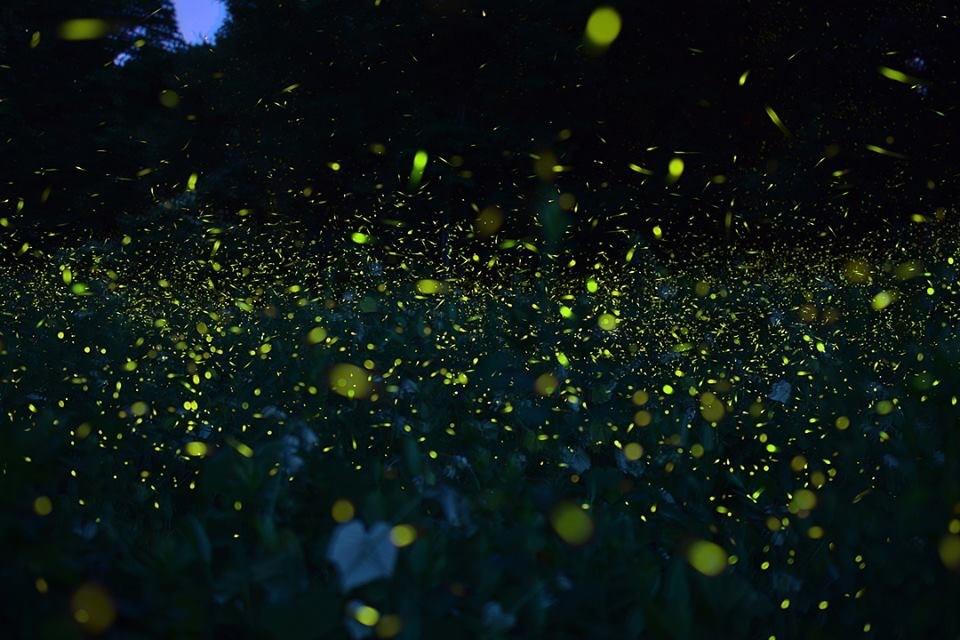 Firefly Night