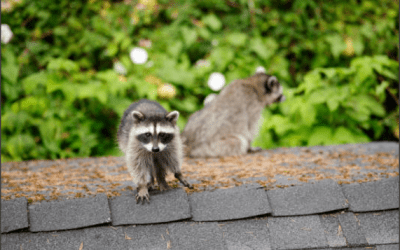 Animals That Can Ruin your Roof (and What to Do About Them)