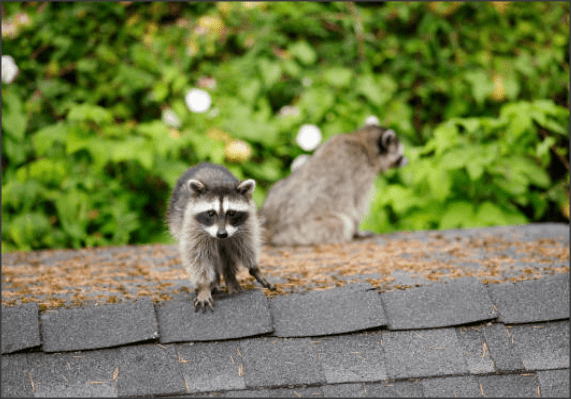 Animals That Can Ruin your Roof (and What to Do About Them)