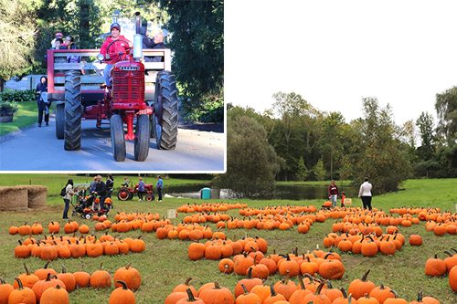 Fall Activities at Sam Bridge