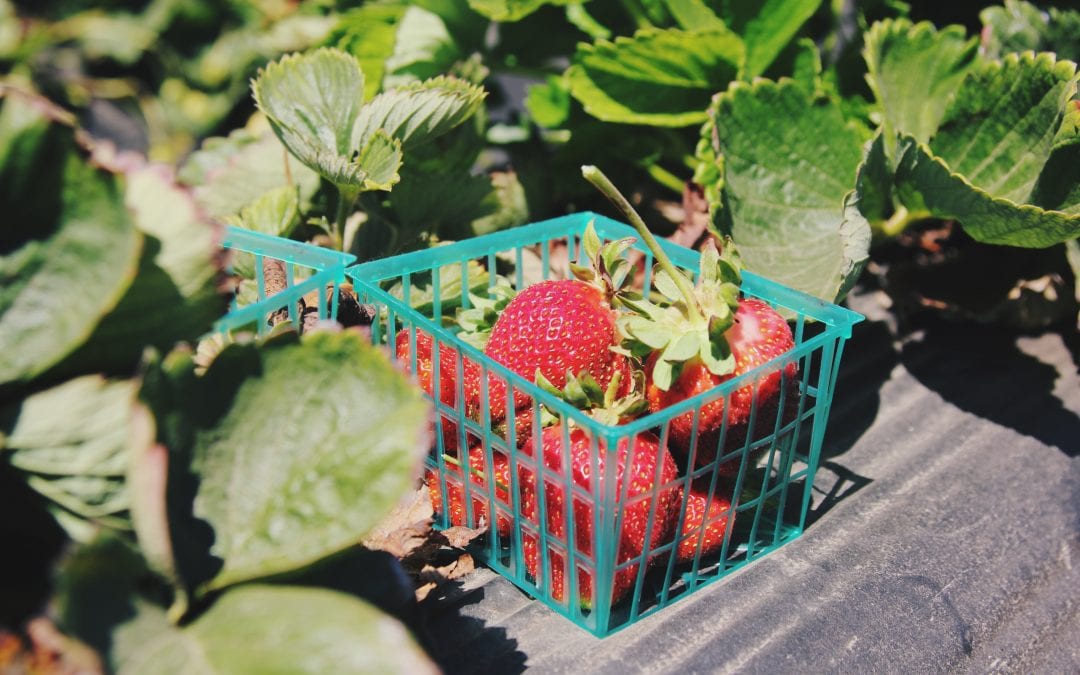 Where To Go Strawberry Picking This Year!