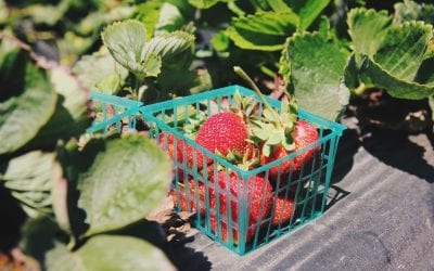 Where To Go Strawberry Picking This Year!