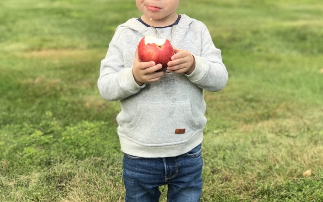 Where to Go Apple Picking!