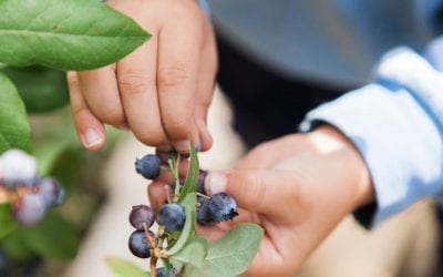 Where To Go Blueberry & Raspberry Picking In CT & NY!