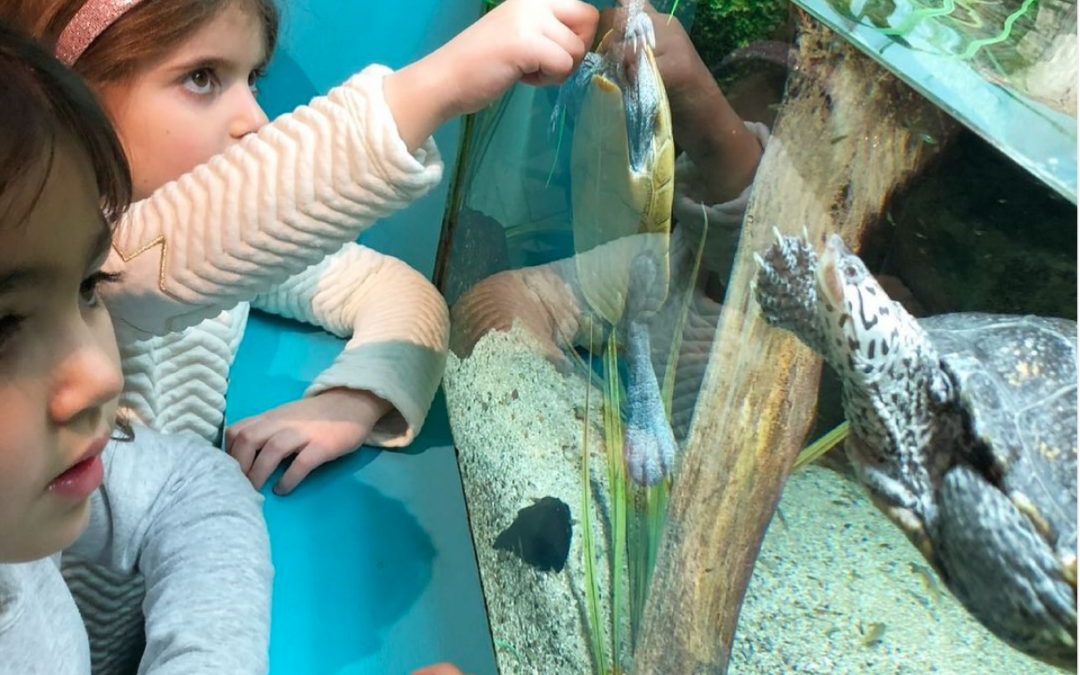 CT Summer At The Museum Program Offers FREE Admission To Kids!