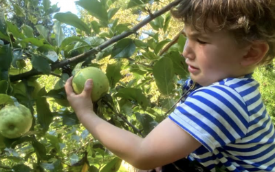 All About Apples!