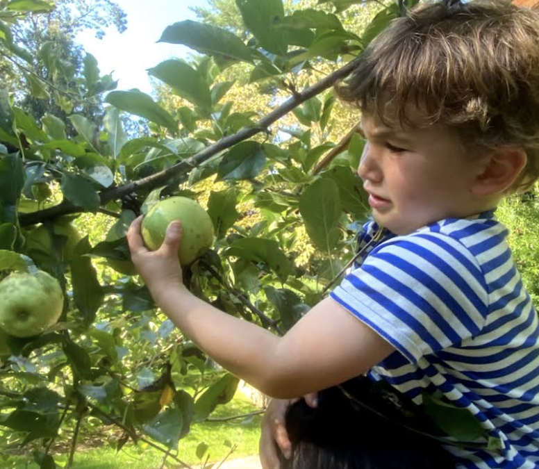 All About Apples!