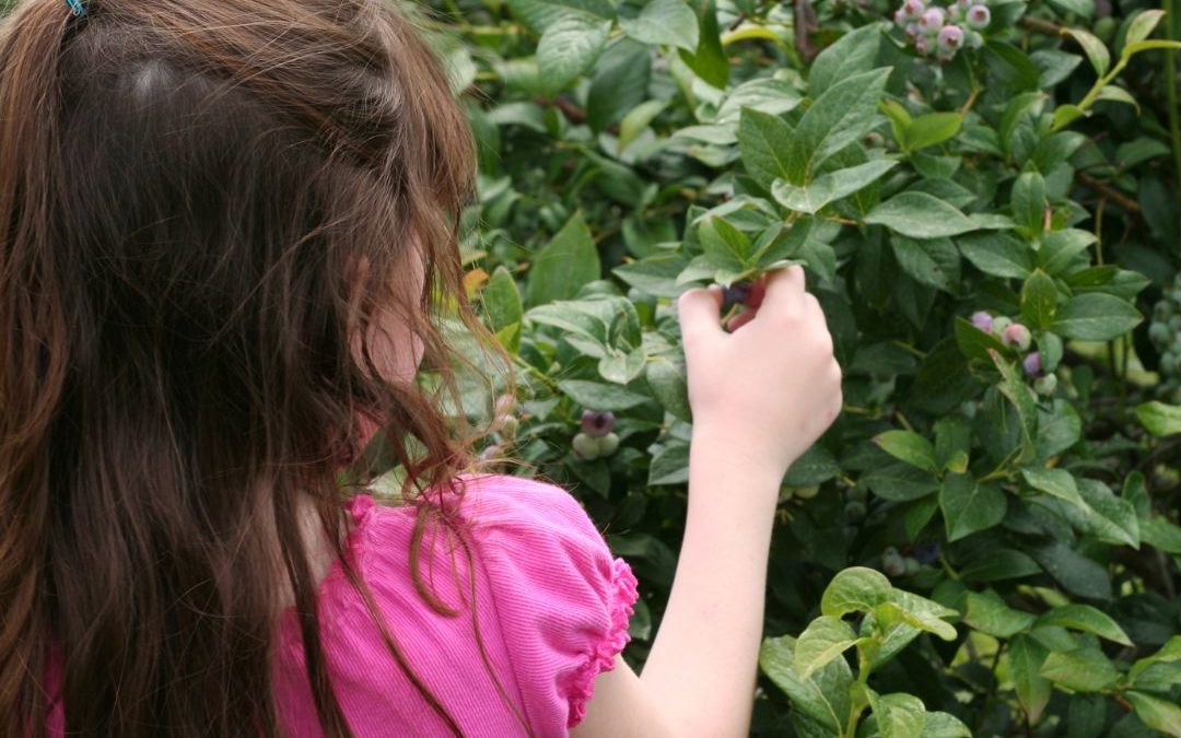 Raspberry and Blueberry Picking!