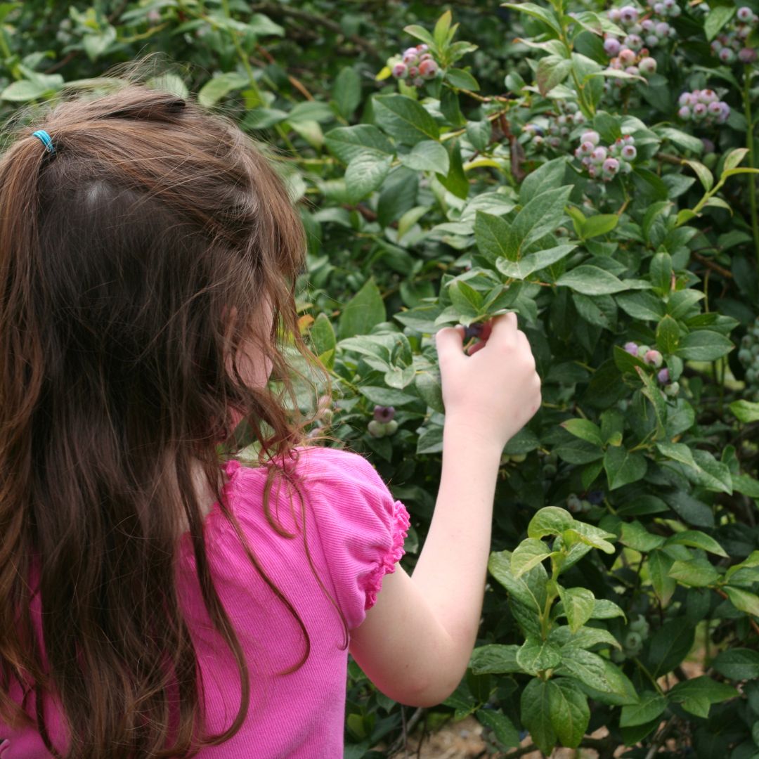 Raspberry and Blueberry Picking! - Greenwich Moms