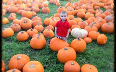 Best Neighborhood Pumpkin Patches