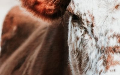 Your Family Friendly Guide to the Houston Rodeo