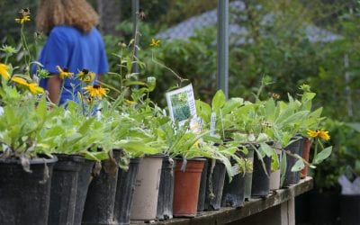 Event: Houston Arboretum Hosts Annual Spring Native Plant Sale (Apr. 19-20)