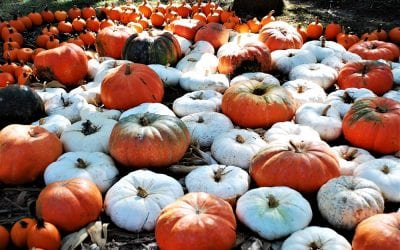 Houston Pumpkin Patches and Festivals