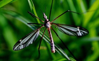 CRANE FLIES: WHAT THEY ARE, COMMON MISCONCEPTIONS, AND HOW TO REMOVE THEM