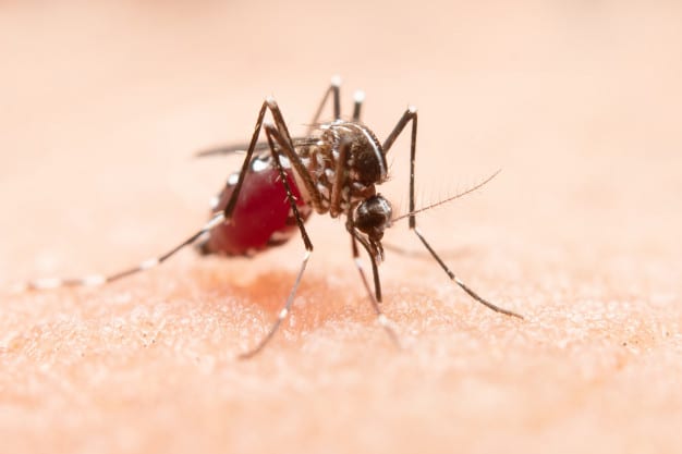 mosquito_1150-7972