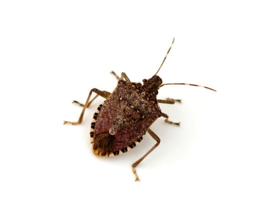 Stinky Facts from Aerex: 5 Things to Know About Stink Bugs