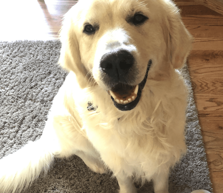 North Shore Nonprofit: Spotlight on Paws for Patrick