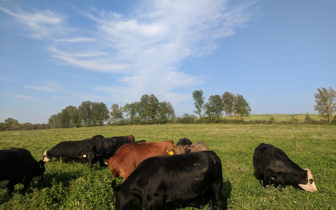 A Healthier, Locally-Raised Meat Option for Your Family!