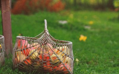 Monmouth County Apple Picking Guide