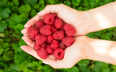Pick-Your-Own! In and Near Monmouth County