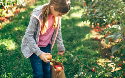 Local Apple Picking!