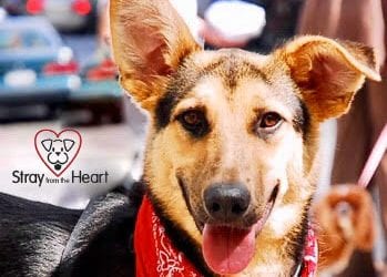 Stray From The Heart
