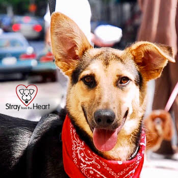 Stray From The Heart