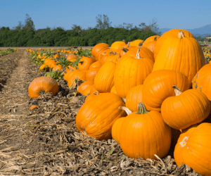 Pumpkin Picking!