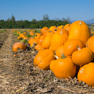 Pumpkin Picking!