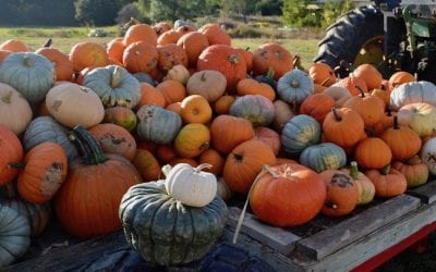 Local Fall Farm Guide