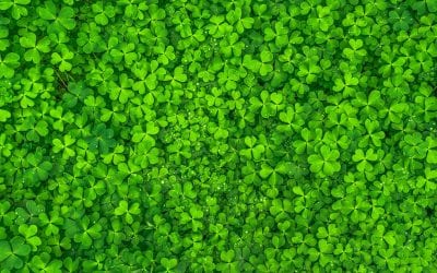 St. Patrick’s Day in Newtown/Danbury and Beyond