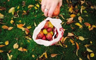 Fall Fun: Apple Picking Guide & Recipe Ideas