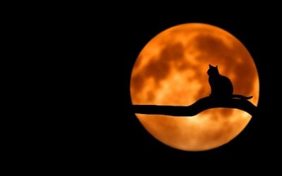 10 Ways to Celebrate Halloween