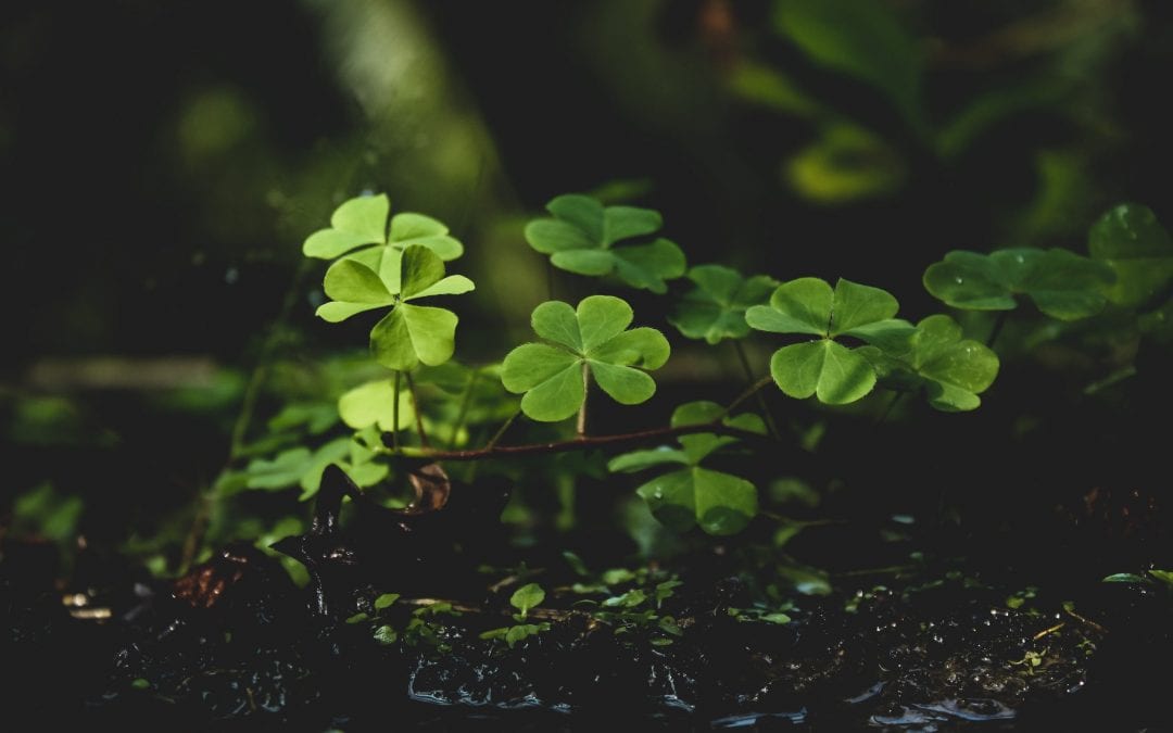 St. Patrick’s Day Parades in CT