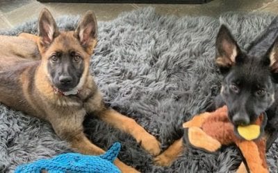 Puppy Pandemic: Families Who Recently Added Furry Friends