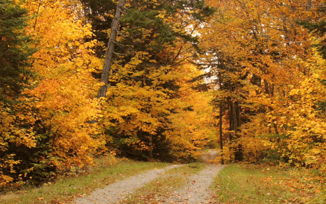 Best Places to See Fall Foliage