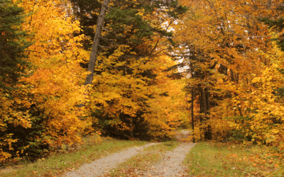 Best Places to See Fall Foliage