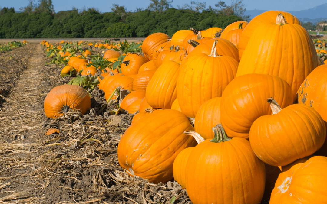 Pumpkin Picking!