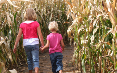 Corn Mazes: Where to Go & When