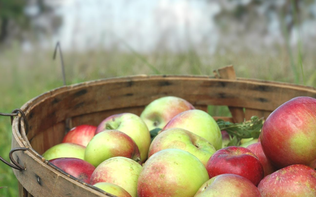 Fall Apple Picking Round-Up