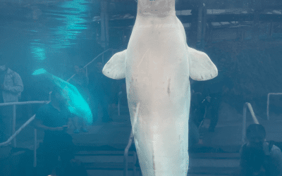 Quick Trip Ideas: Mystic Aquarium & The Dinosaur Place
