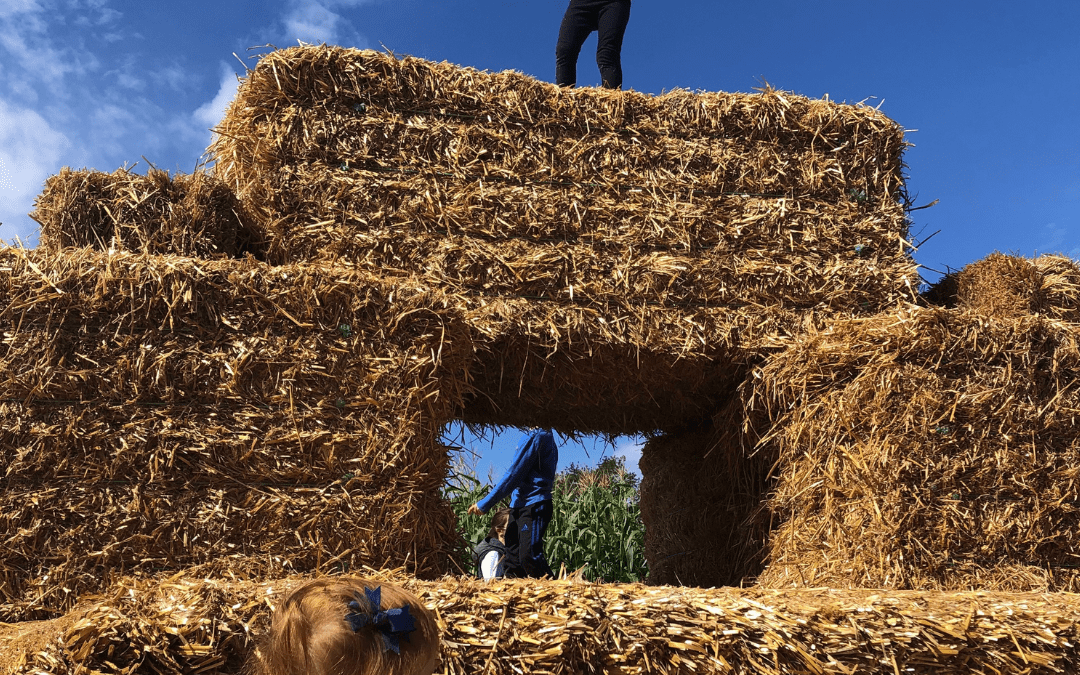 Fall Fun: Corn Mazes