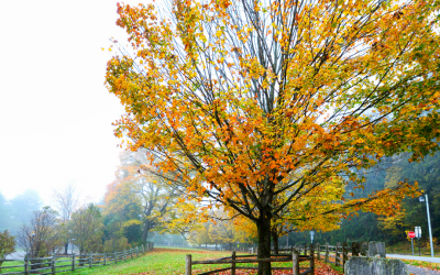 Top Spots to Check Out Connecticut’s Fall Foliage