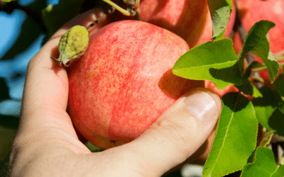 Fall Fun: Apple Picking Guide!