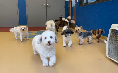 Pleasant Paws Pet Center is the Ultimate Destination for Your Furry Friend!