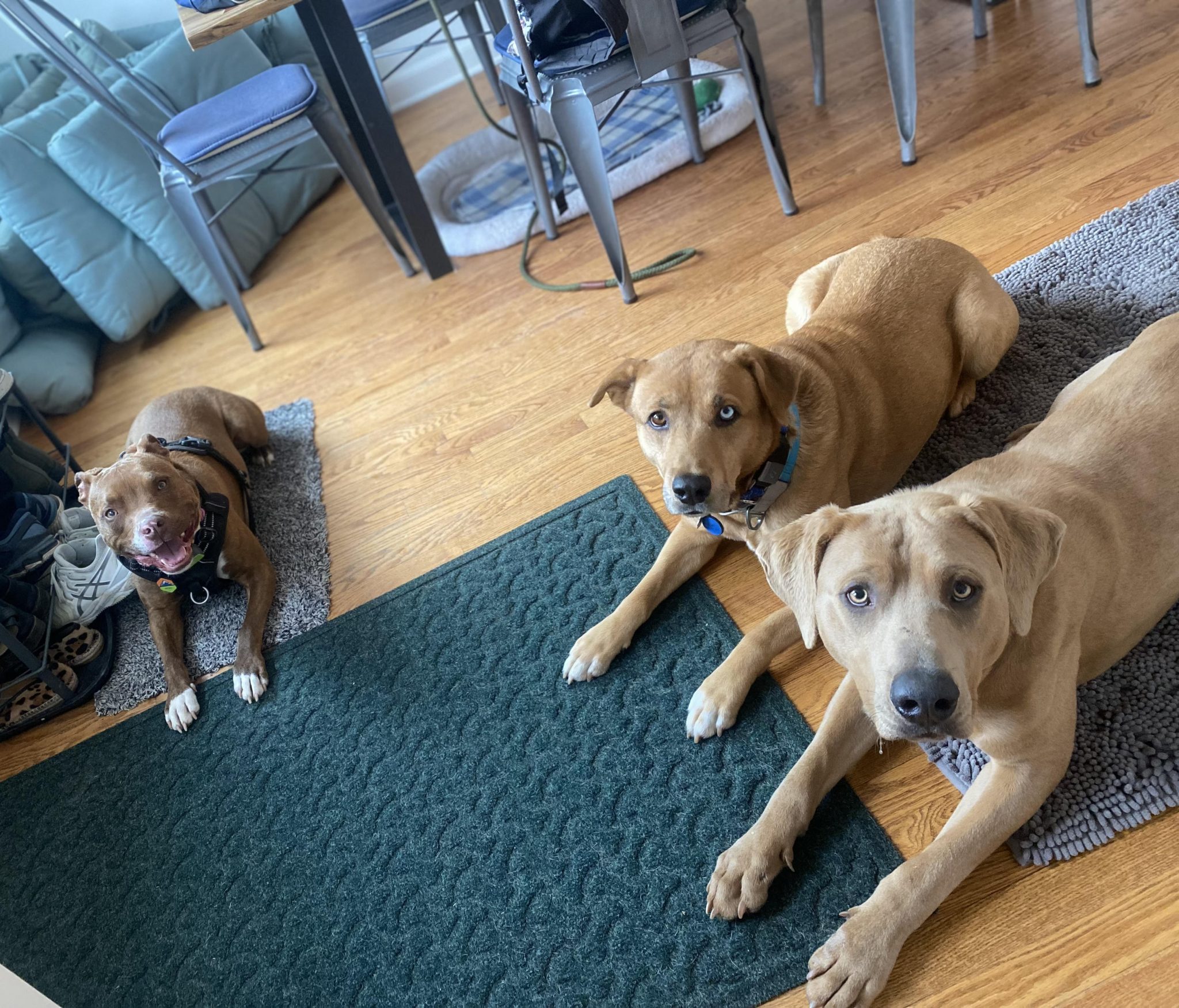 ActiveDog_3